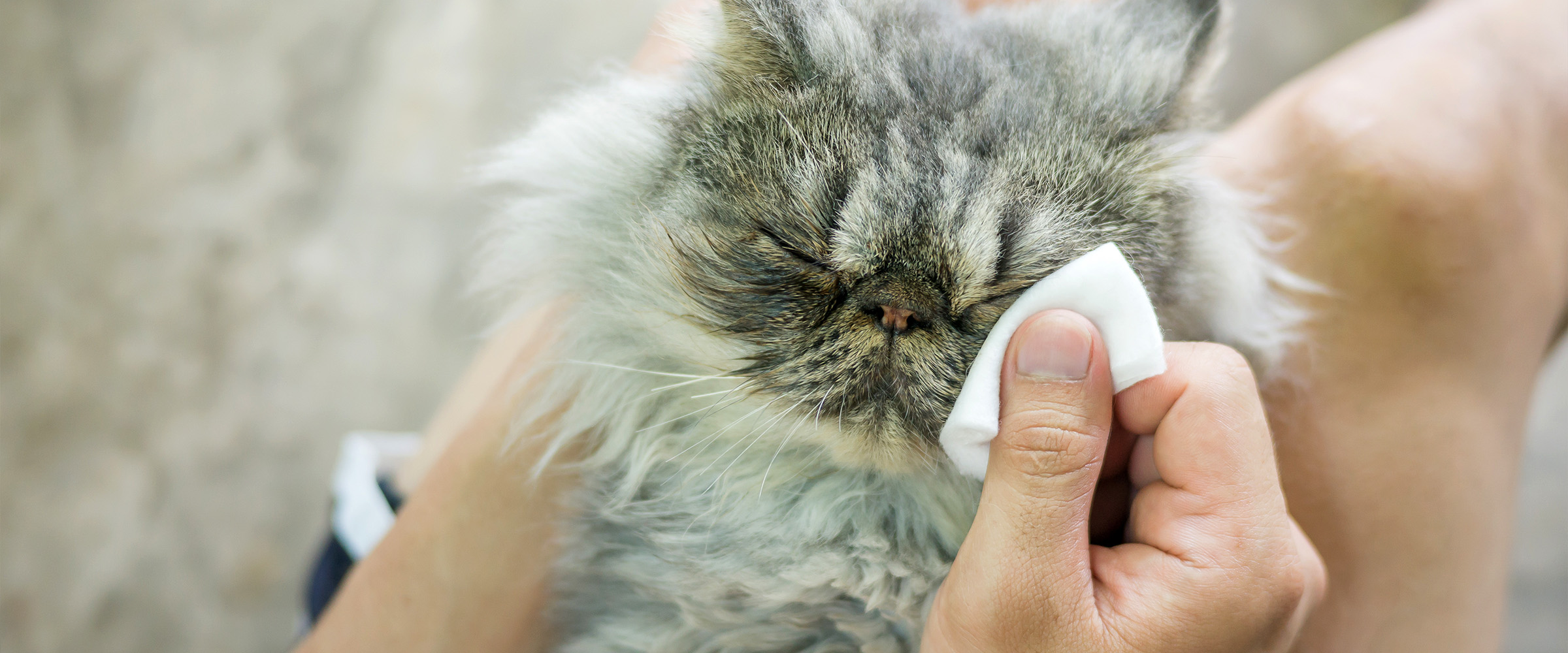 d_Cat in tears_2-1