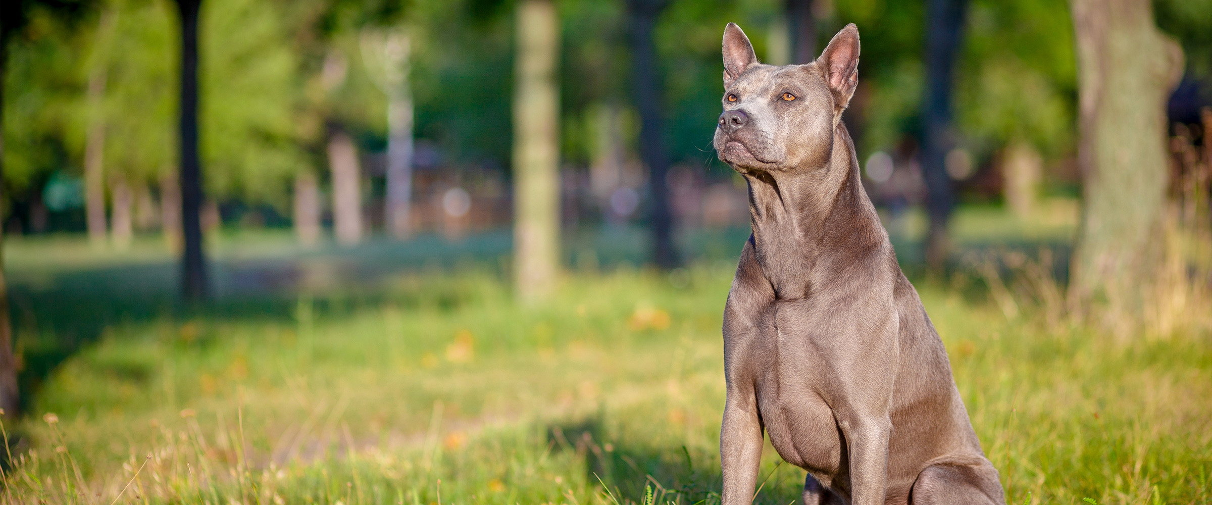 Thai_ridgeback-1