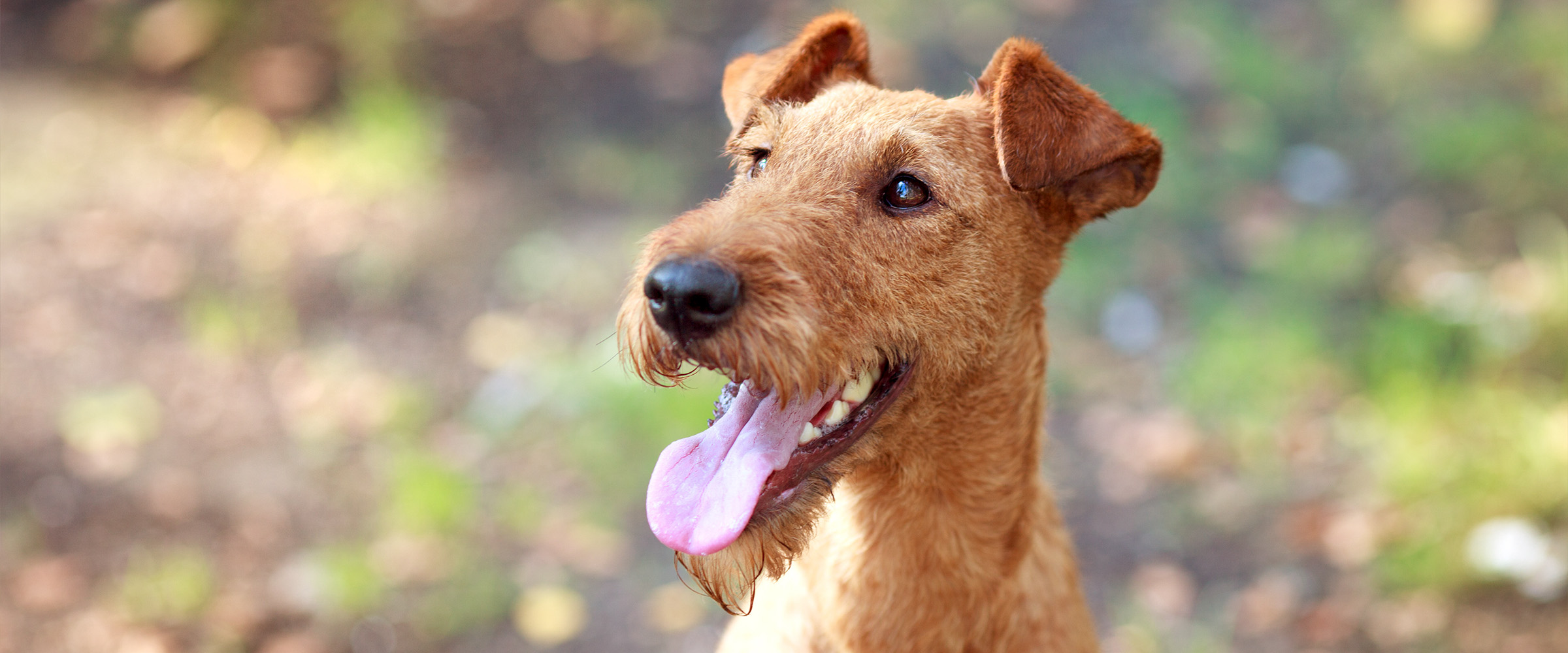 Irish_Terrier-1