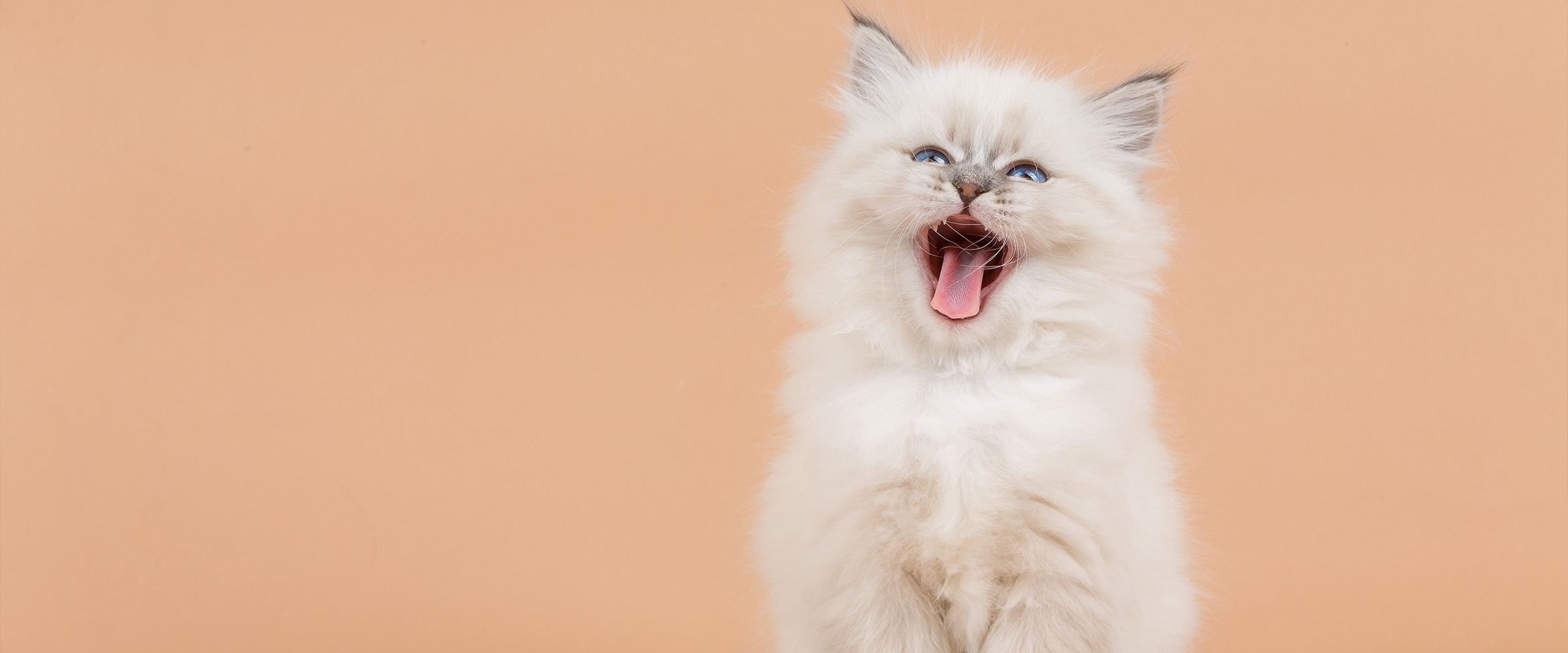 hairy cats_2