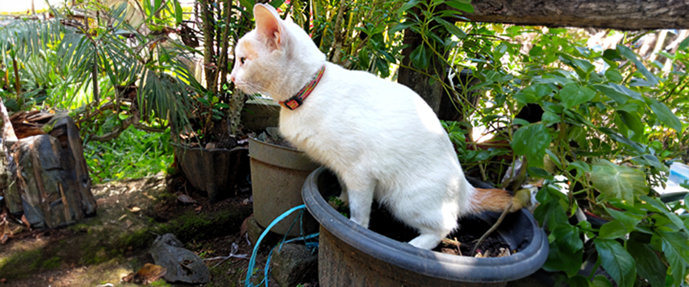 cat de-urinating_1