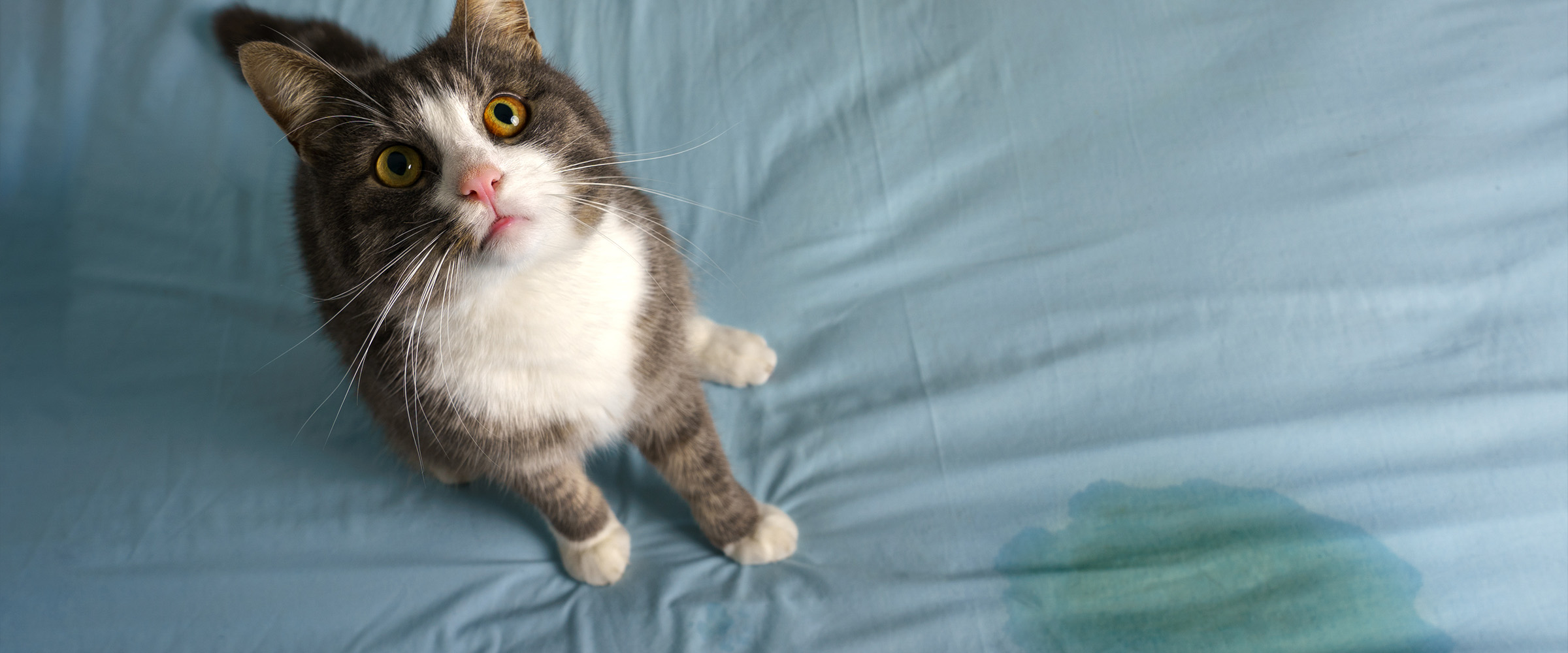 Neutered_cat_marking_territory-1