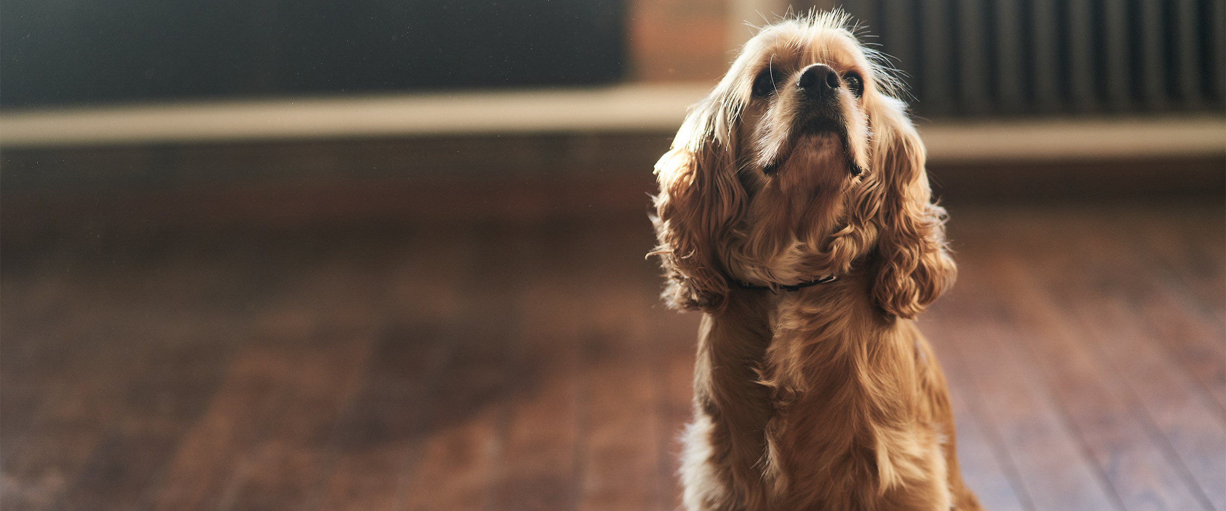 American_Cocker_spaniel-5