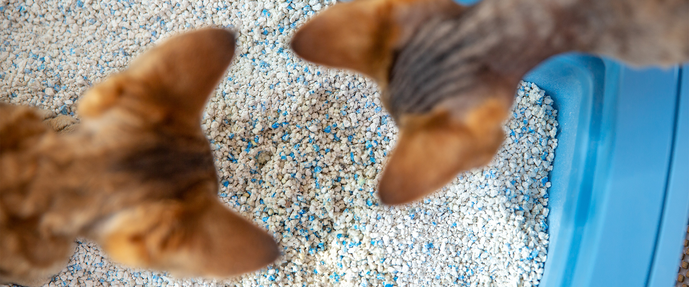 cat eating cat litter 5
