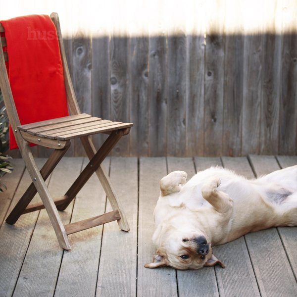 Kocyk polarowy Husse dla psa lub kota, rozmiar XL