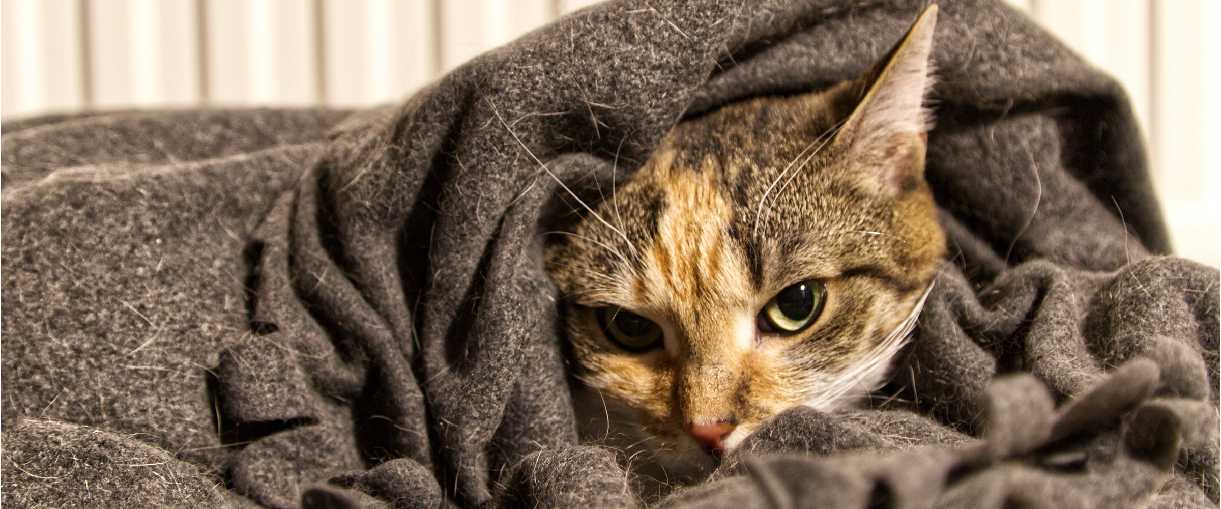 d_Why cat mumble their blankets_5-1