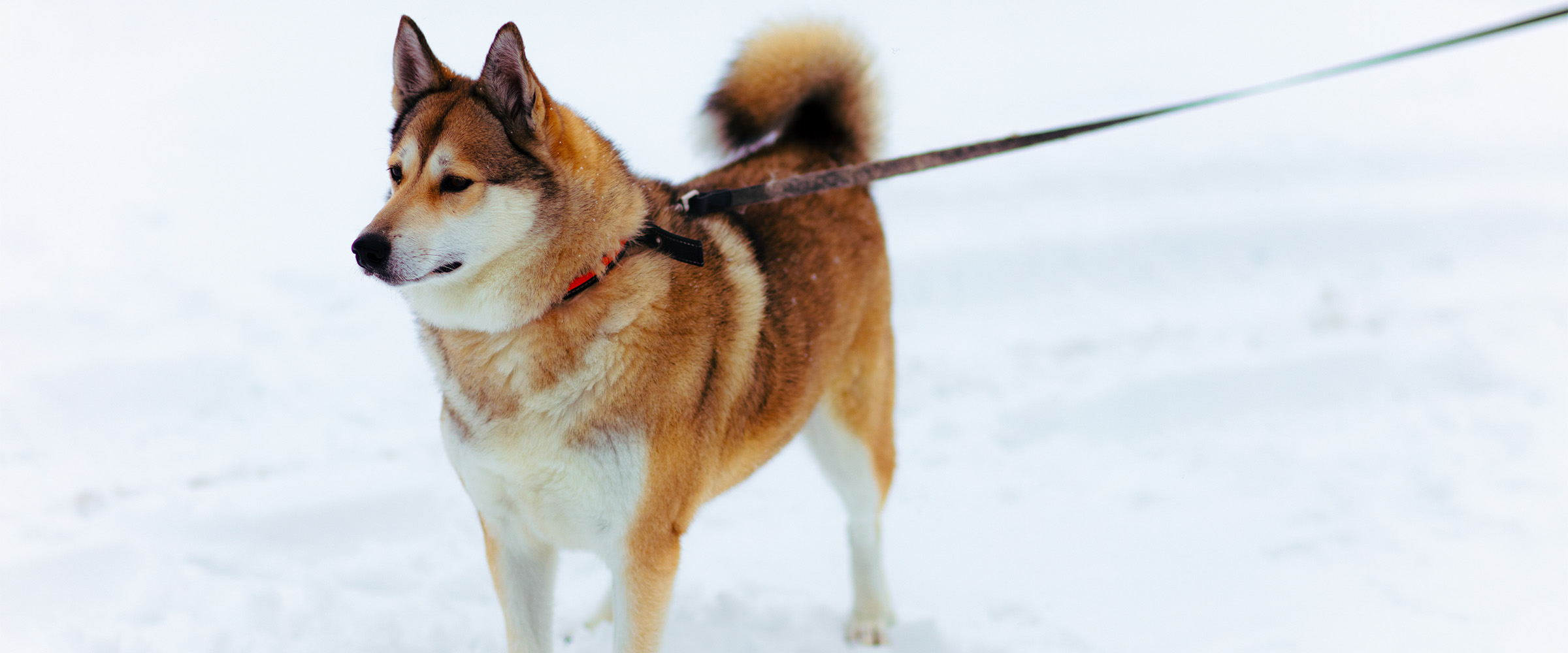West_SIberian_Laika-4