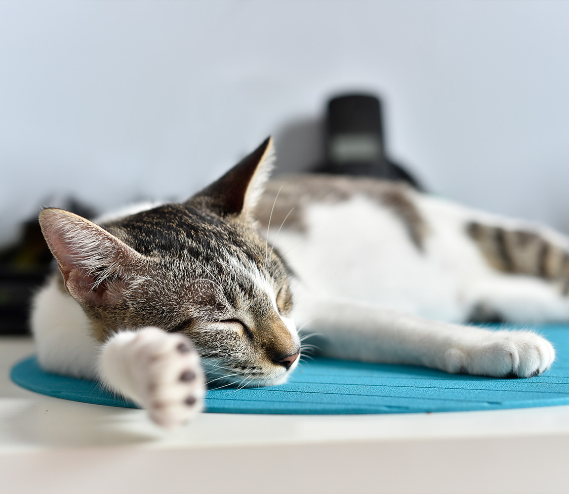 scent mat for a cat_2-1