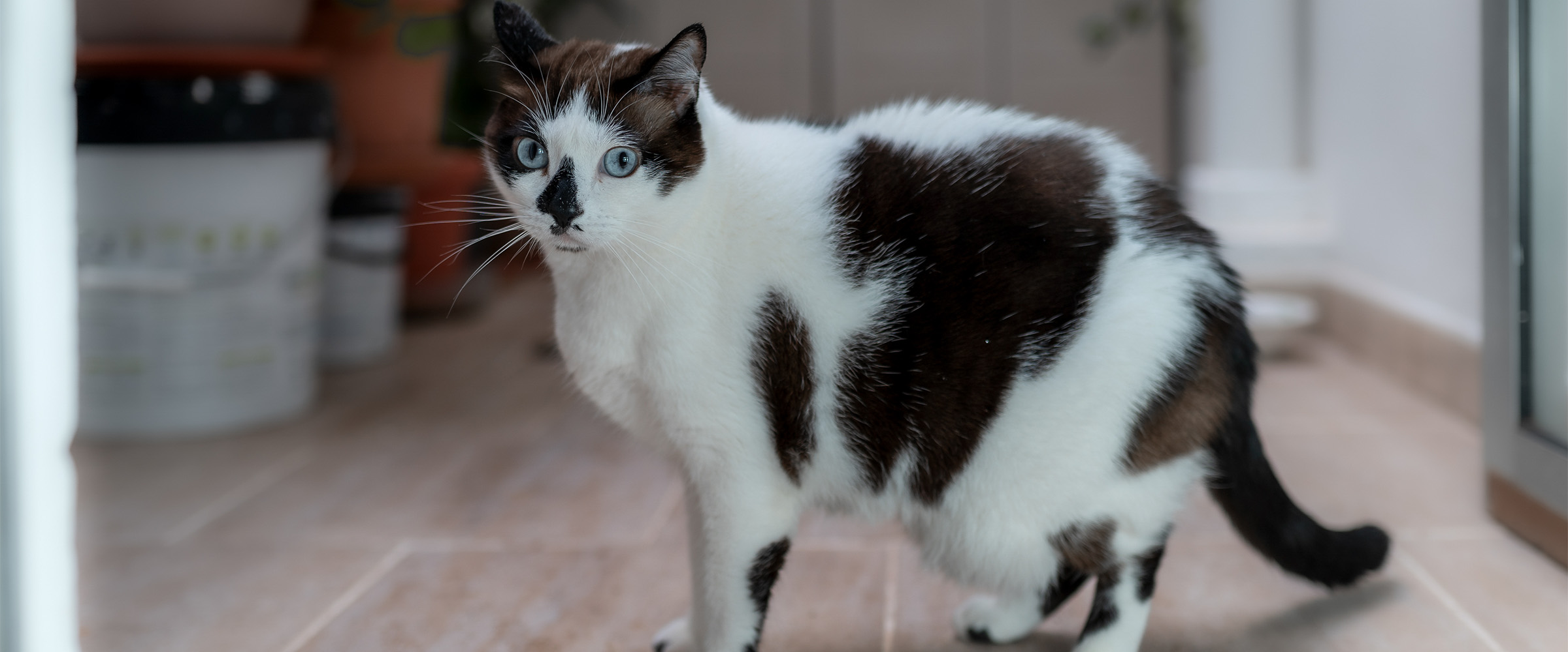 Primordial_pouch_cat-4