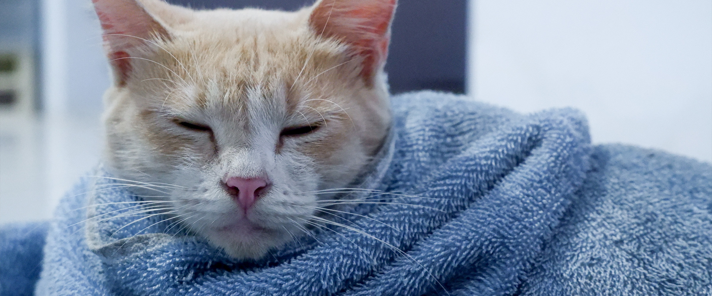 Cat_is_cold-1