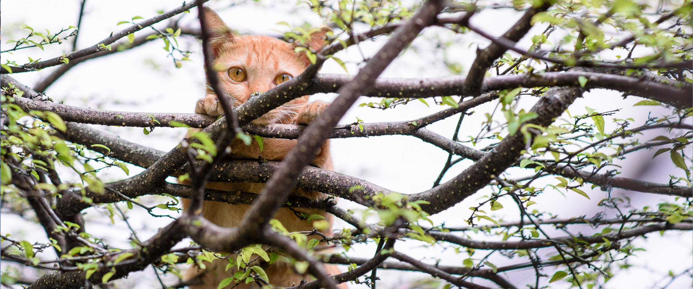 removing cat from a tree 3