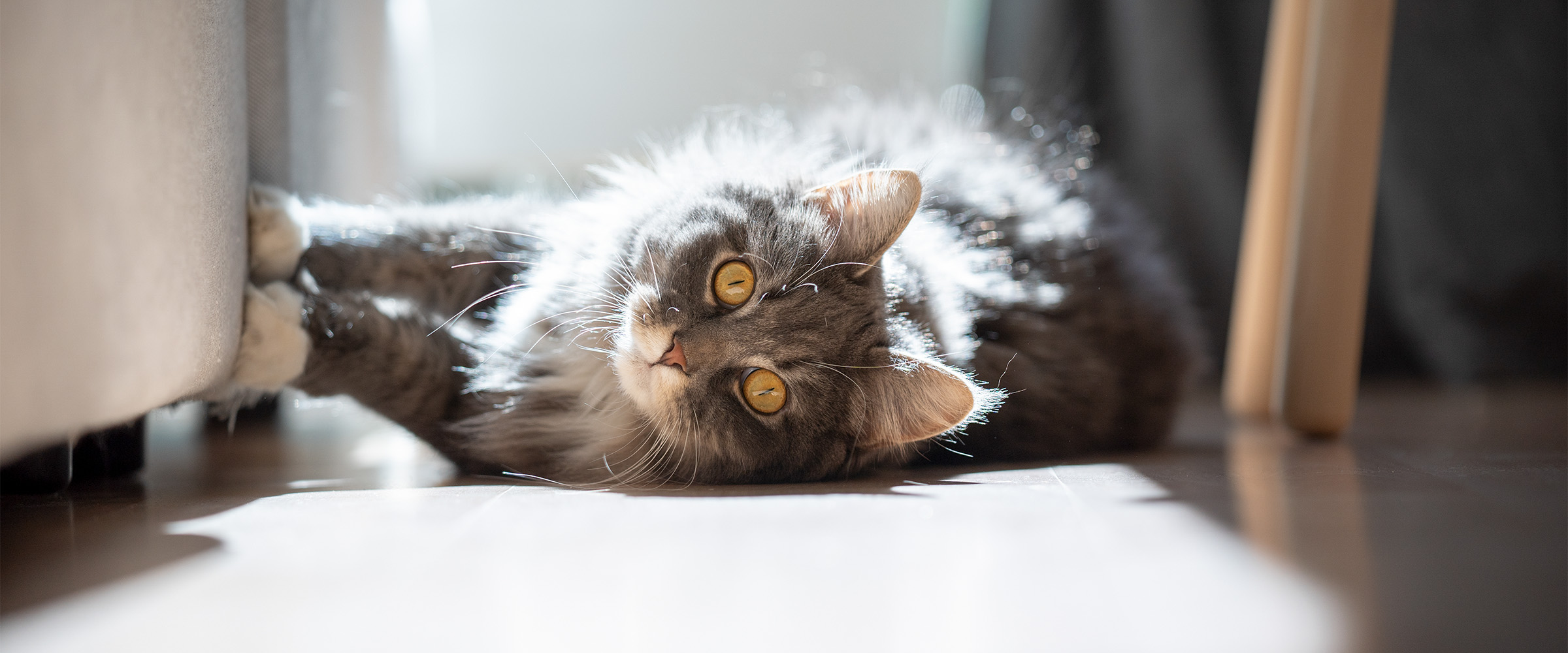 How_to_teach_cats_to_not_scratch_furniture-3