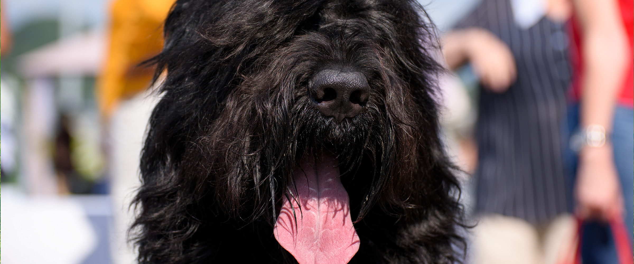 Black_Russian_Terrier-1