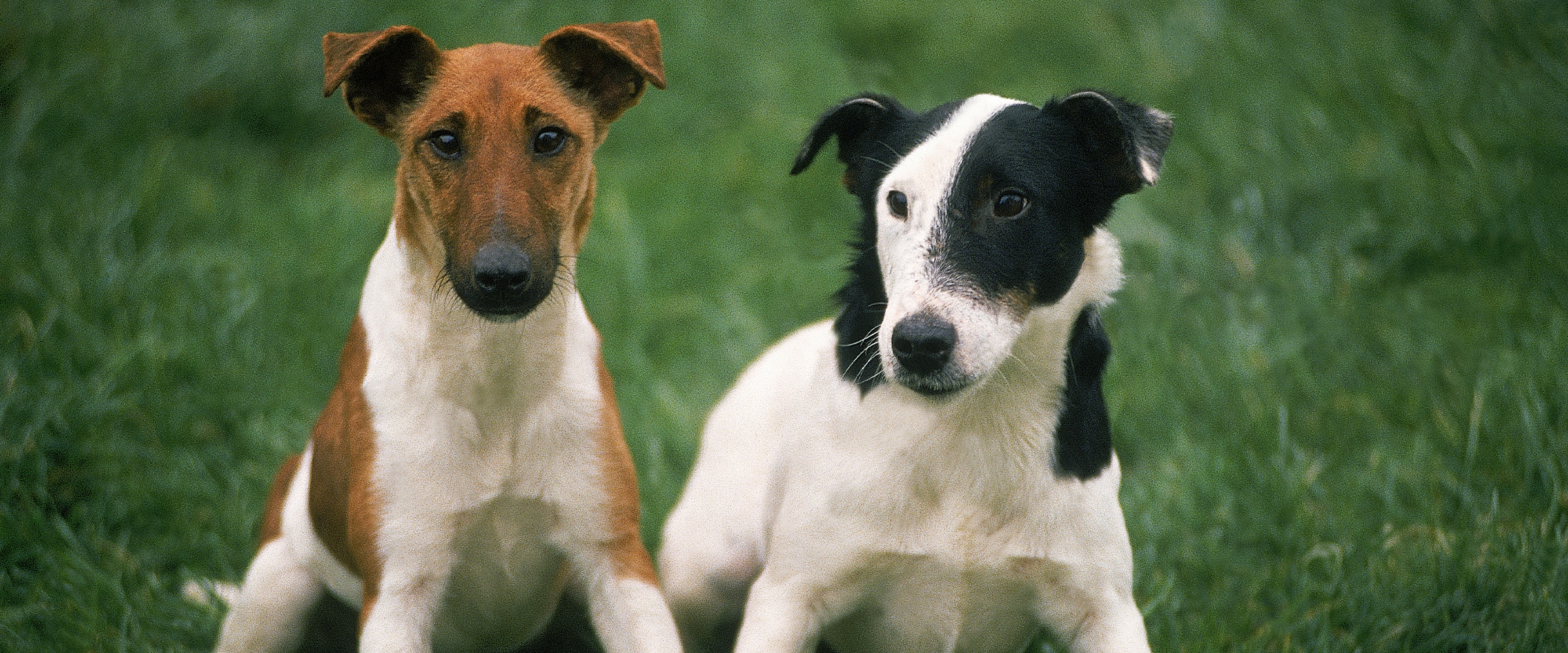 Shorthair_fox_terrier-5