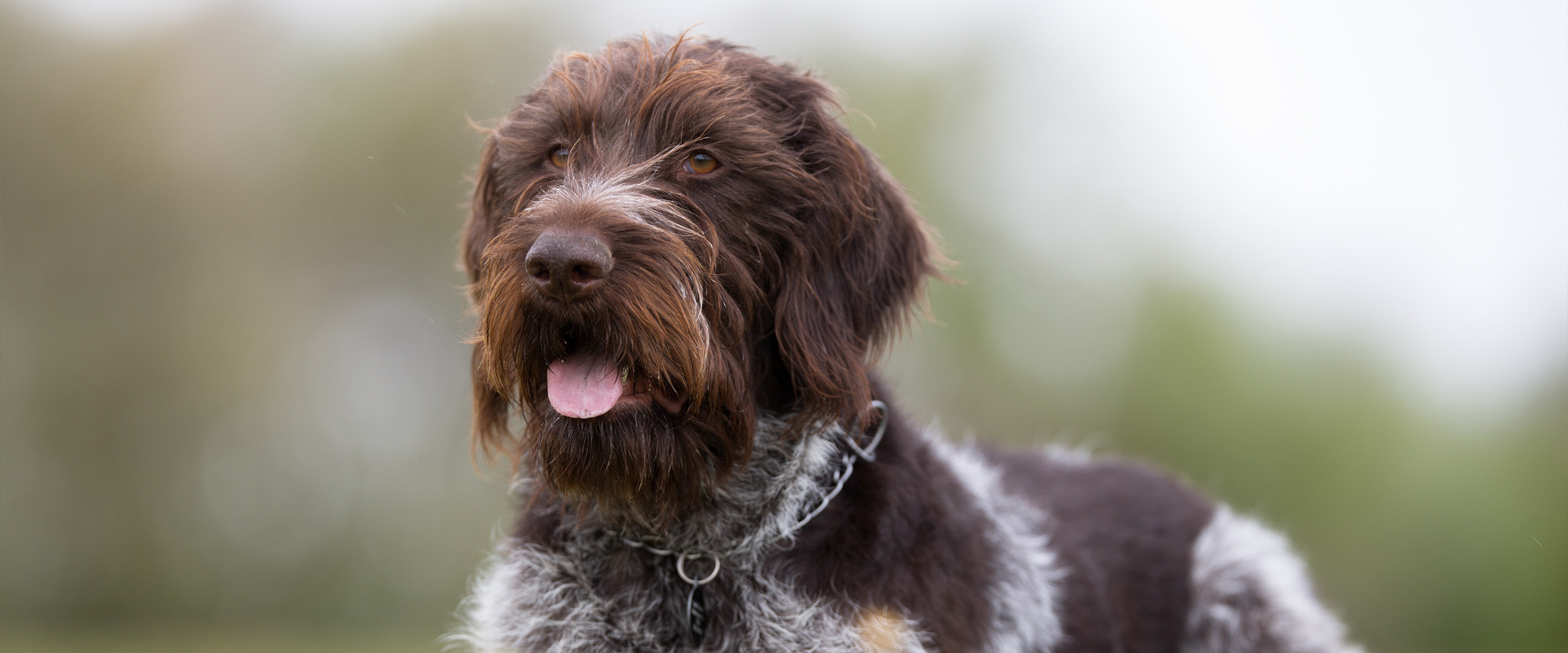 German_Wirehaired_Pointer-4