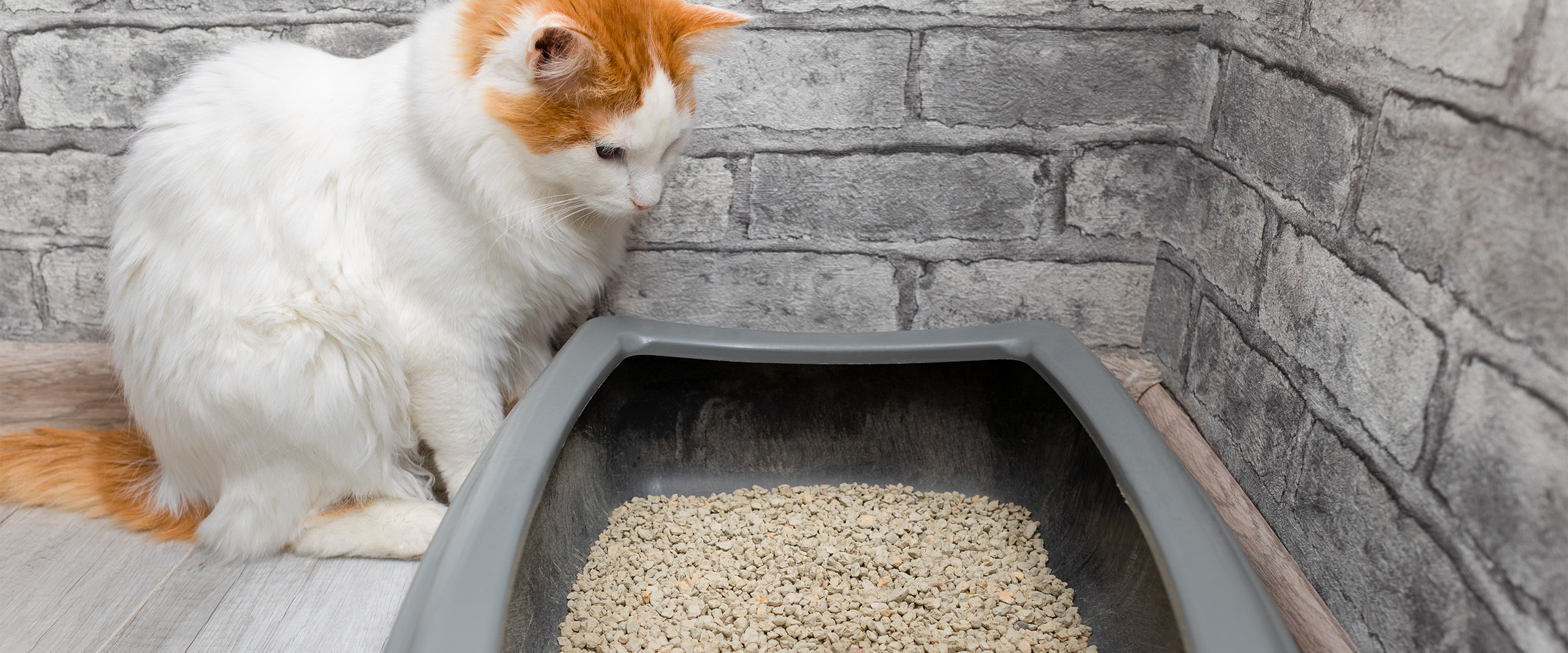 Self_cleaning_litter_box-1