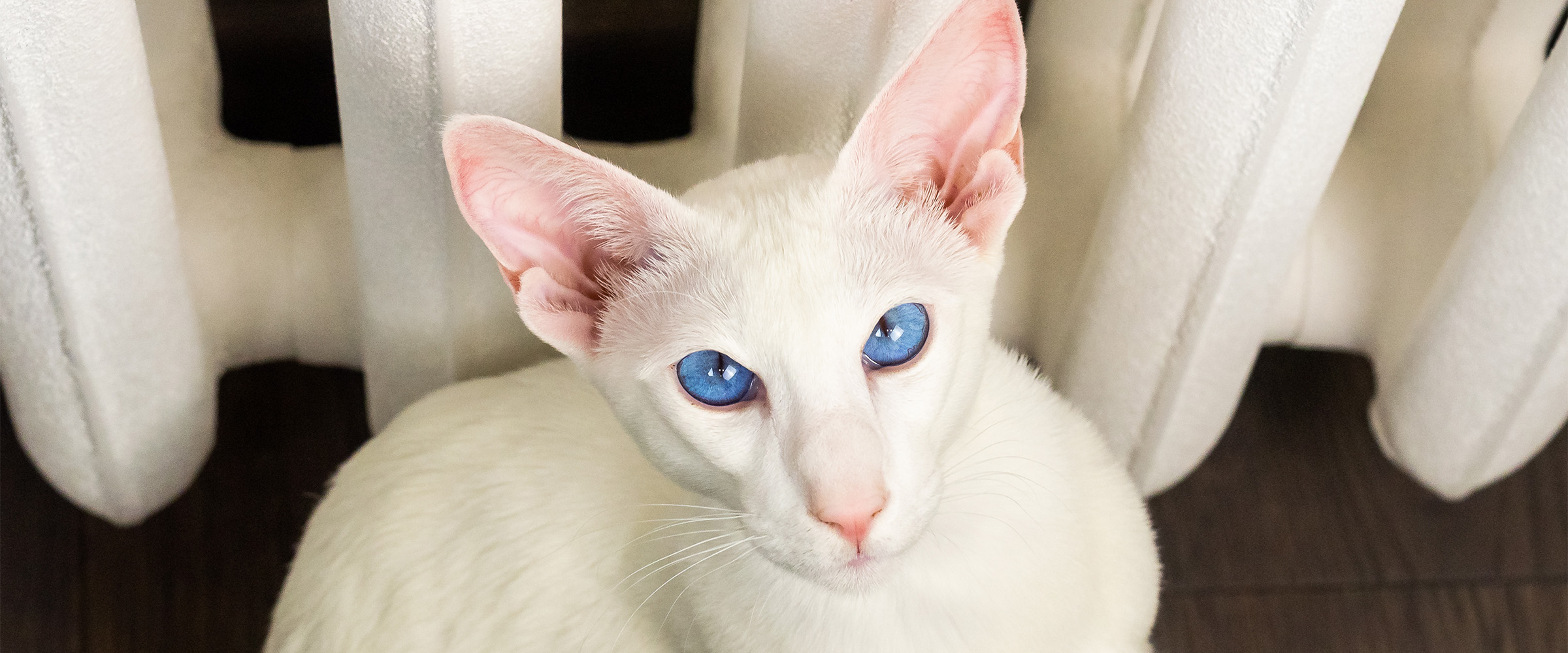 Oriental shorthair_5