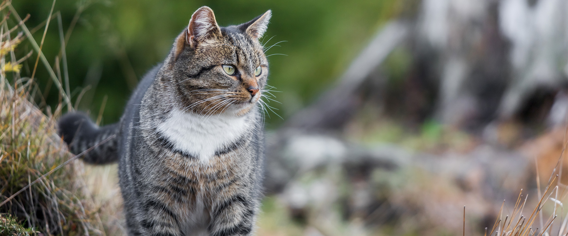 Cat and taurine_5