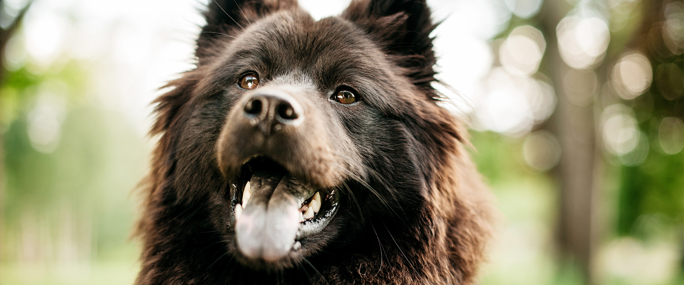 Eurasier-1