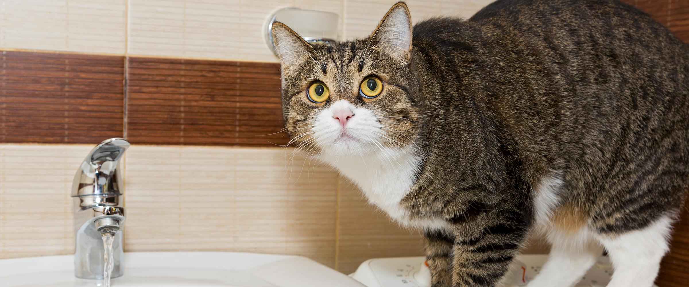 cat pissing_3