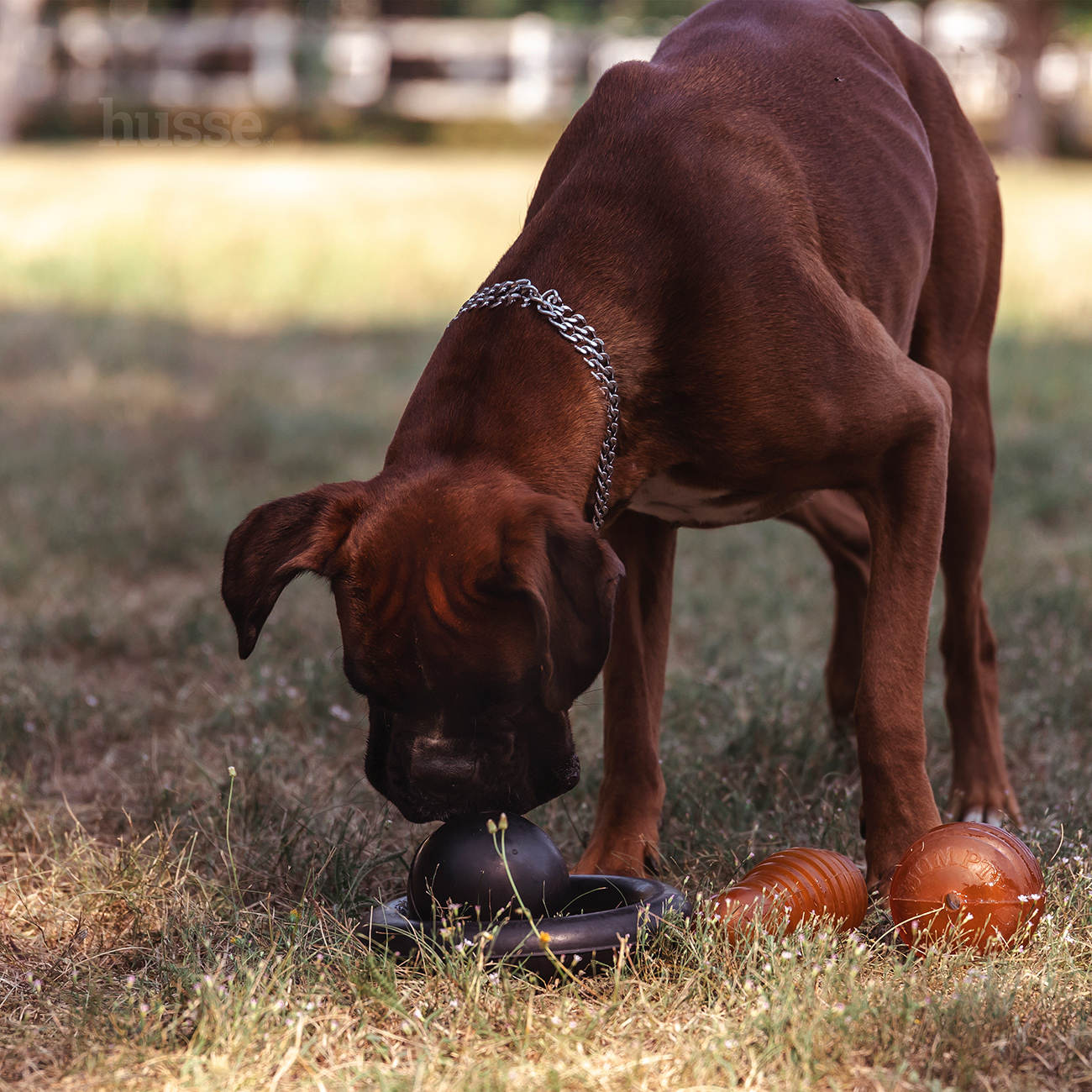 Kręgiel - zabawka dla psa z naturalnego kauczuku S