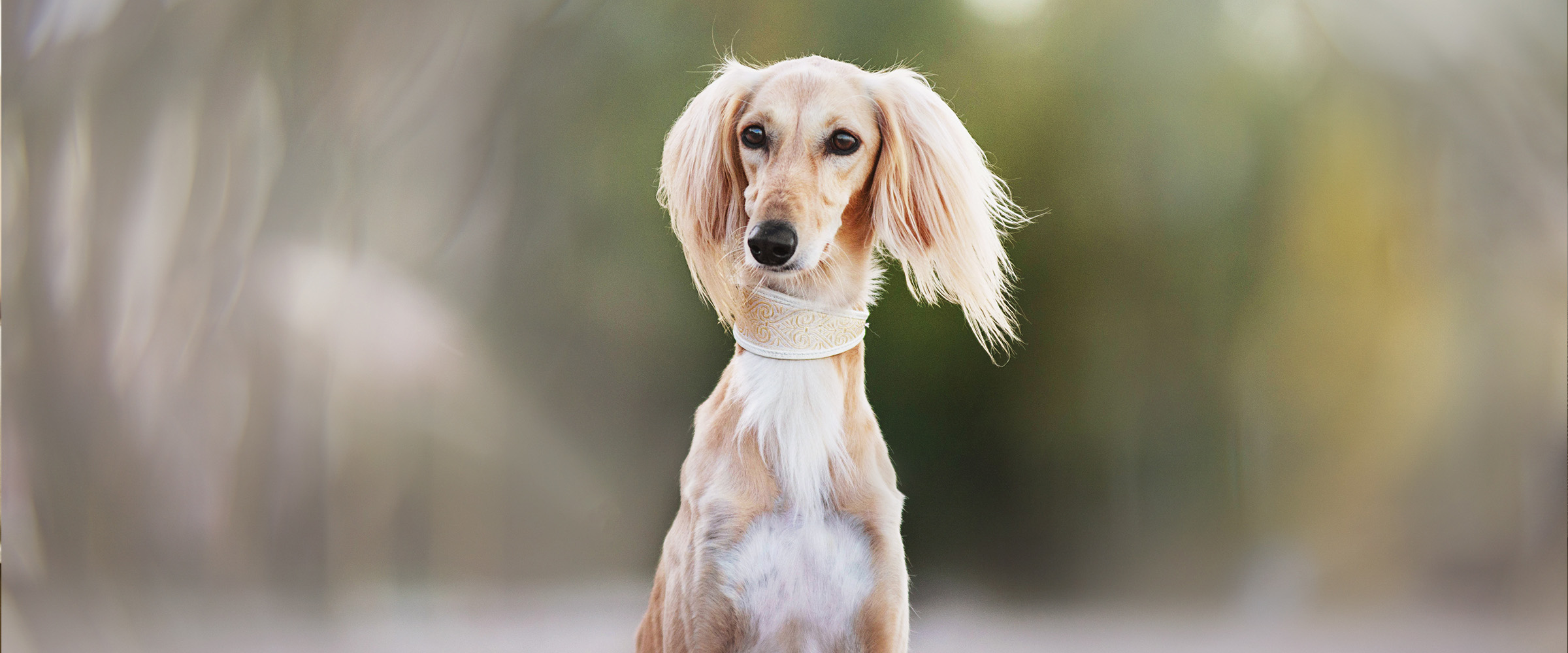 Persian_Greyhound-3