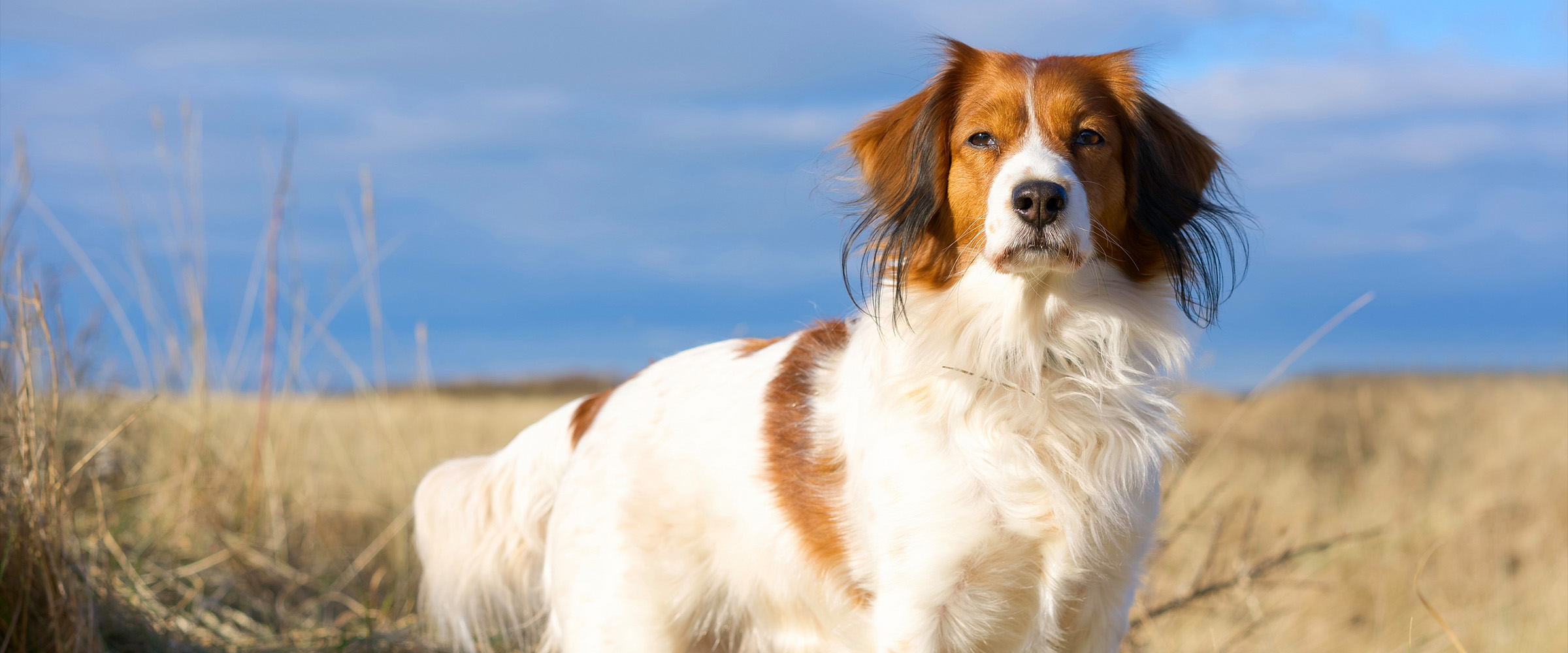 kooikerhondje-2