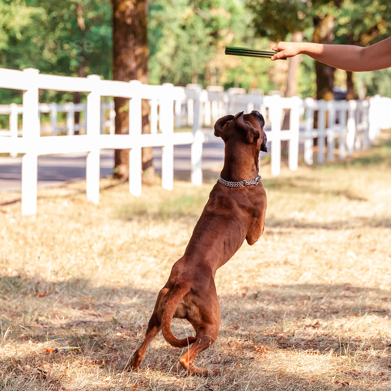 Dental - smakołyki dentystyczne dla psów z kurczakiem i wodorostami Sx20szt