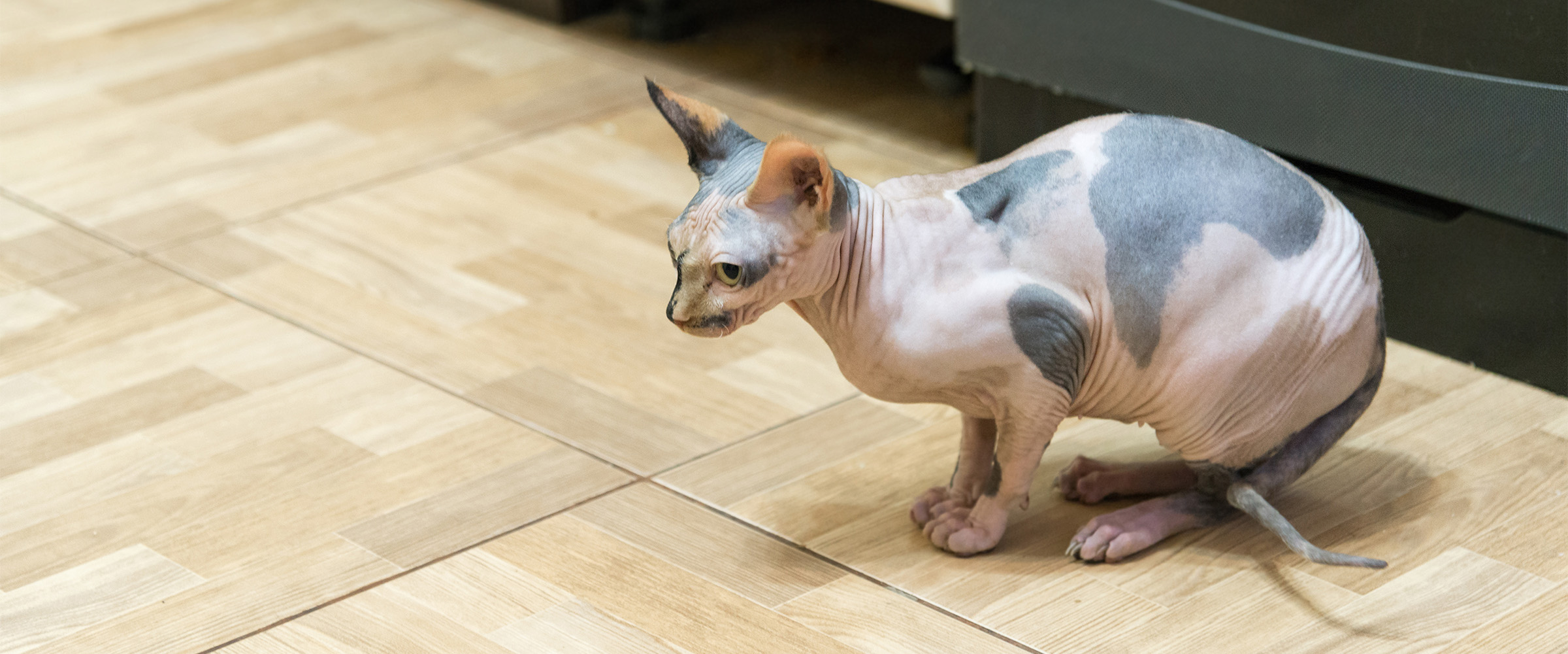 Peterbald_3