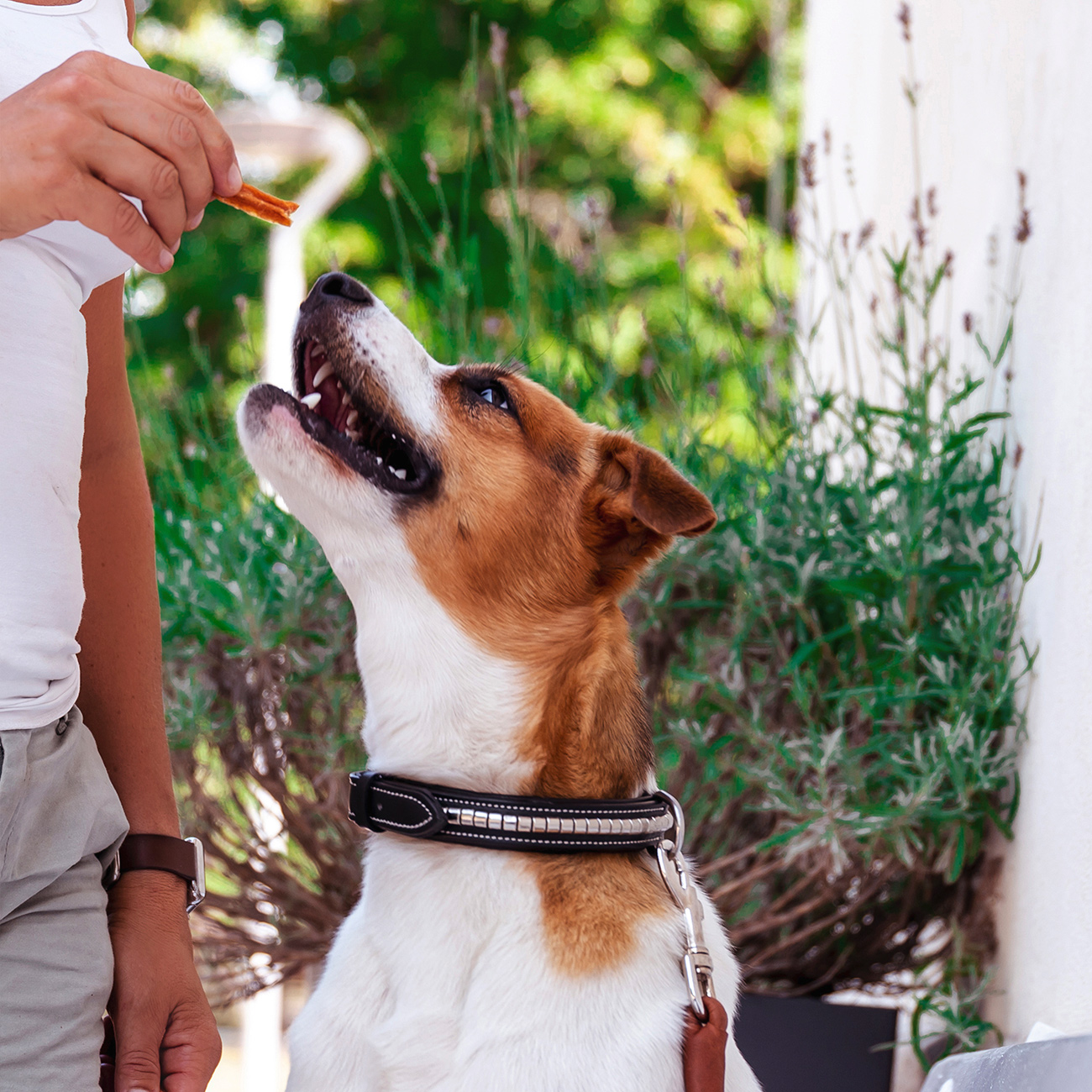 Kycklingfilé - przekąska z pieczonego kurczaka dla psów 100 g