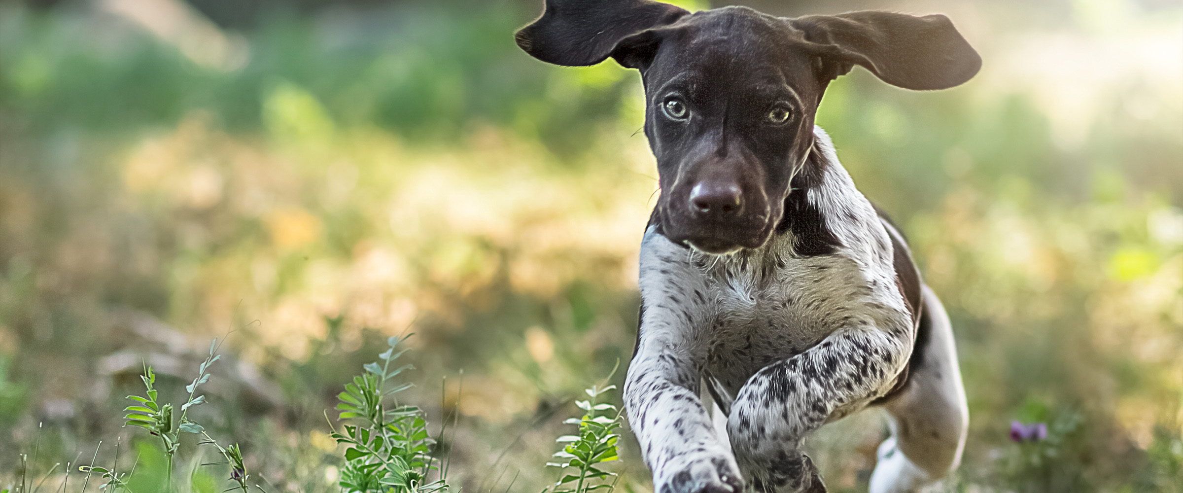 German_short_haired_pointer-3