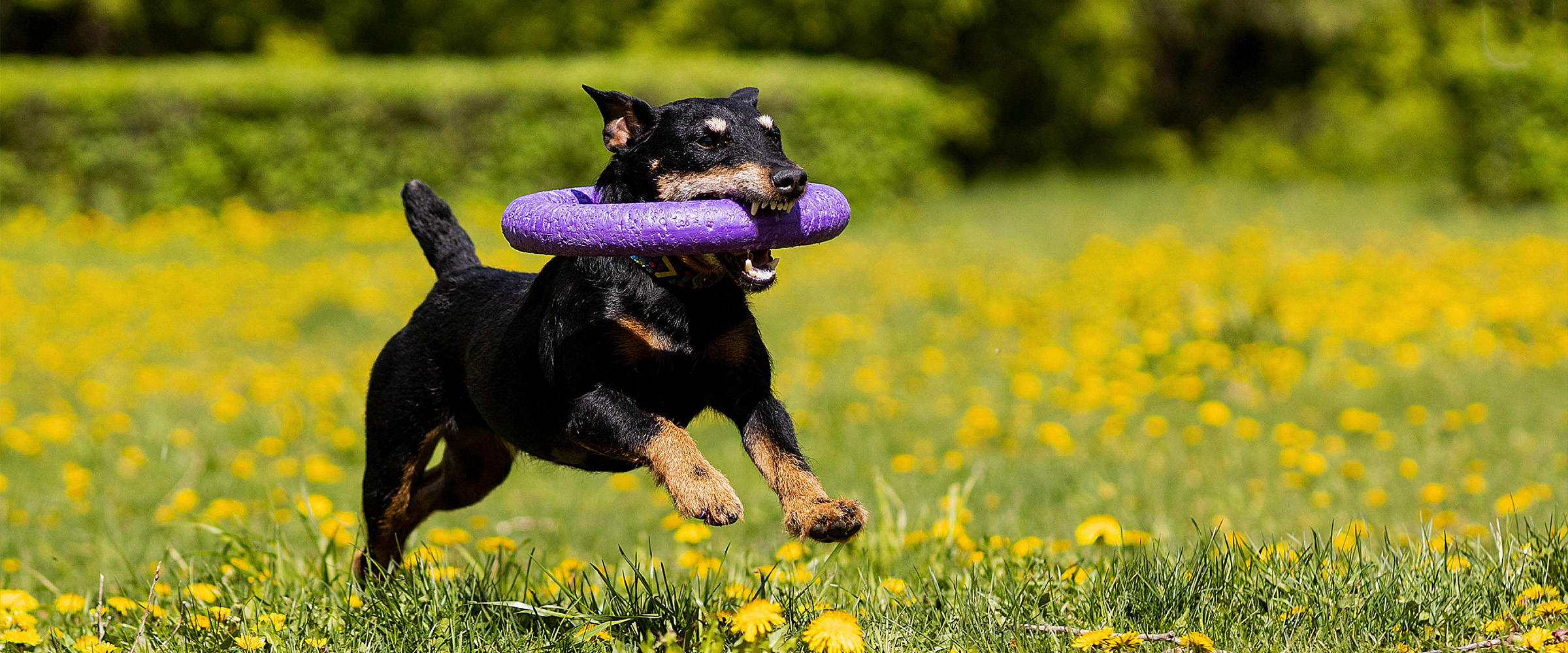 Jagdterrier-3