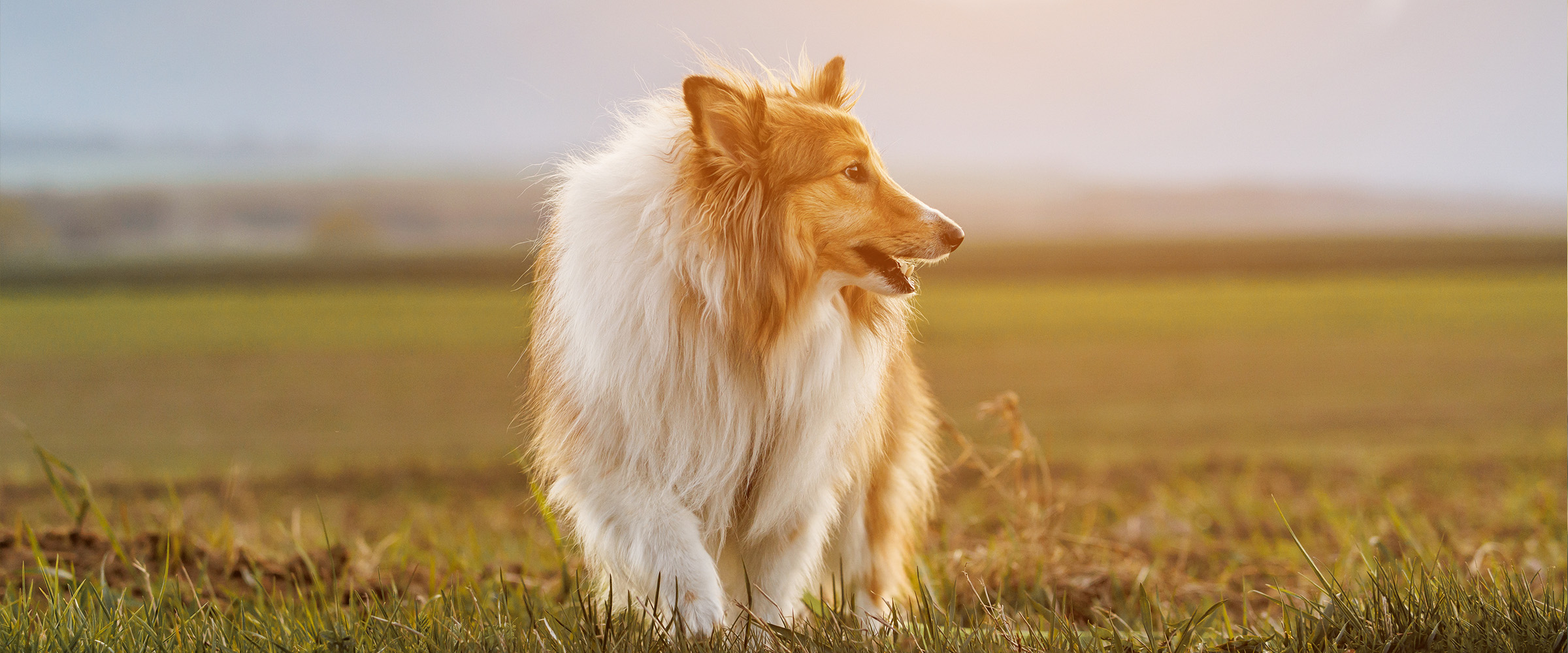 Long_haired_Scottish_Shepherd-1