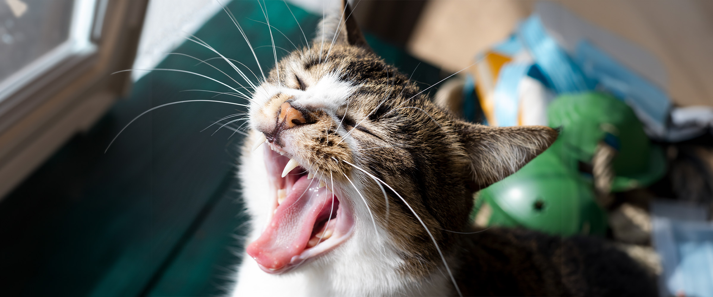 Cat_meowing_at_night-4