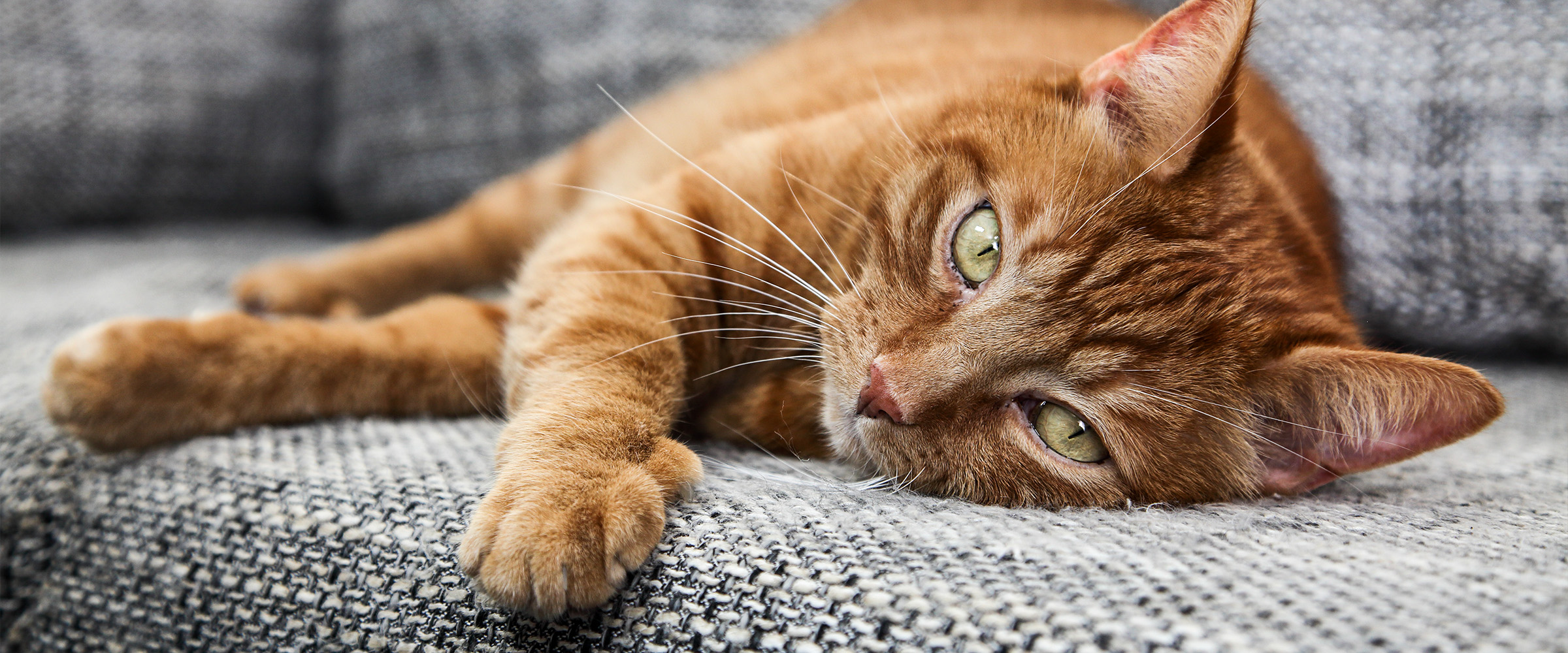 red cat_1