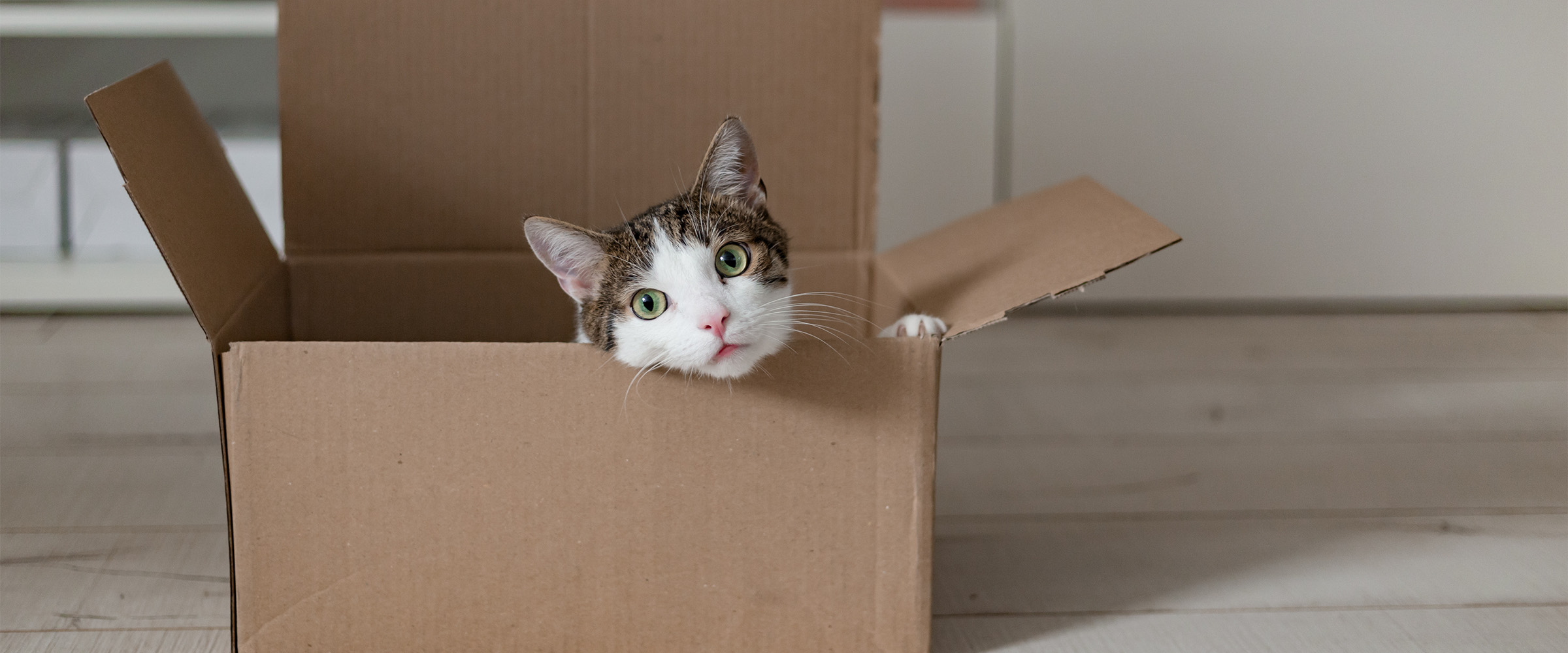 moving with a cat_1