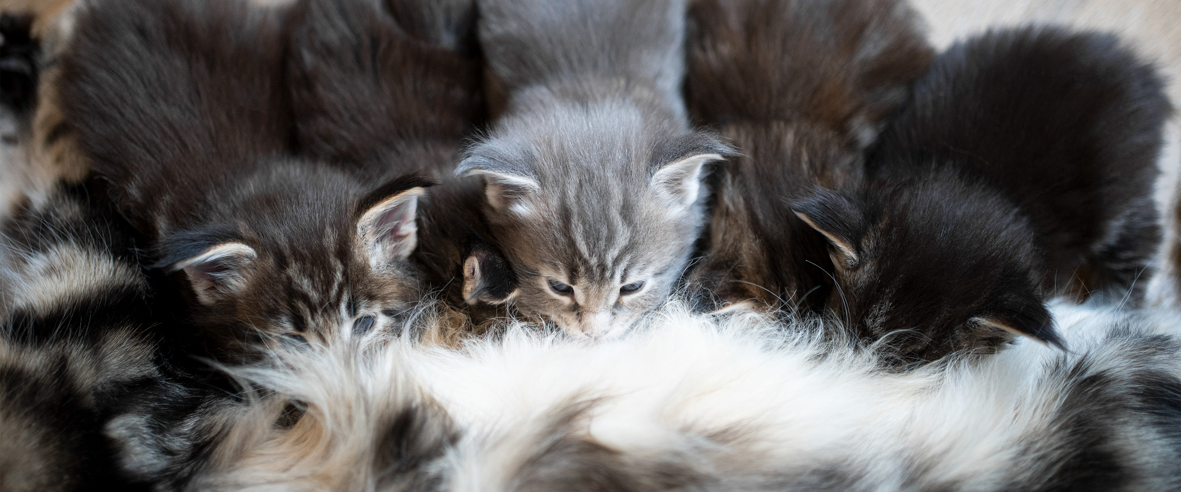 How_to_set_up_cat_breeding-2