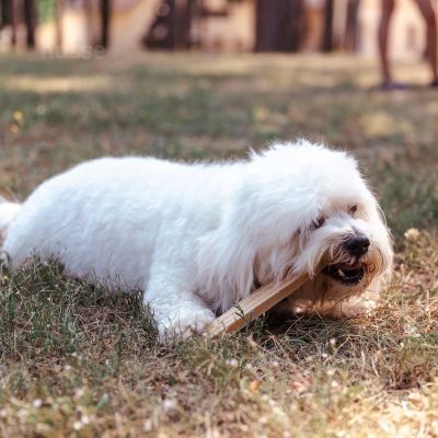 Dental - smakołyki dentystyczne dla psów z kurczakiem i wodorostami Sx20szt