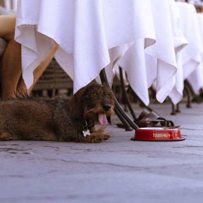 Miska metalowa dla psa z podstawą antypoślizgową, duża