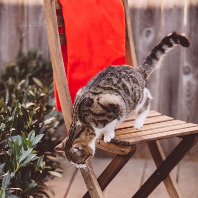 Kocyk polarowy Husse dla psa lub kota, rozmiar XL