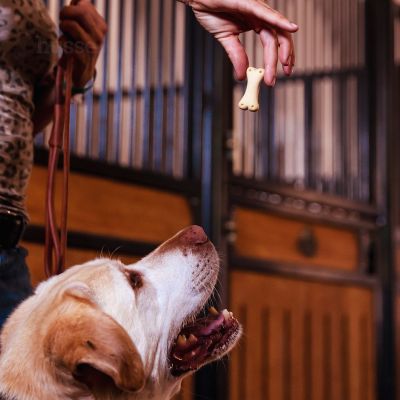 Kex L - chrupiące przysmaki dla psa 400 g