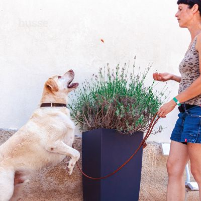 Kycklingfilé - przekąska z pieczonego kurczaka dla psów 100 g